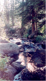 Mountain stream and trees